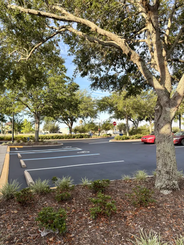 Sealed parking stalls with fresh white lines beside a landscaped island and oak tree