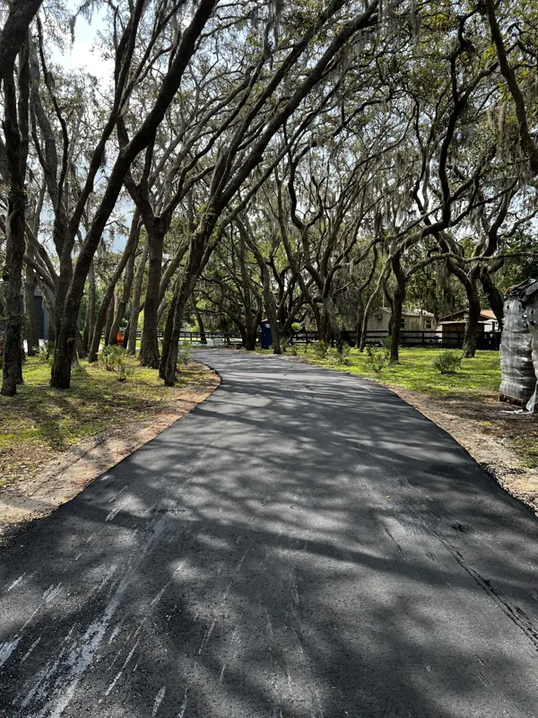 New asphalt driveway winding between moss draped oaks